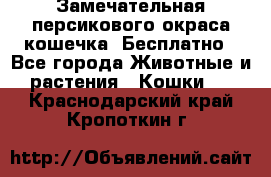 Замечательная персикового окраса кошечка. Бесплатно - Все города Животные и растения » Кошки   . Краснодарский край,Кропоткин г.